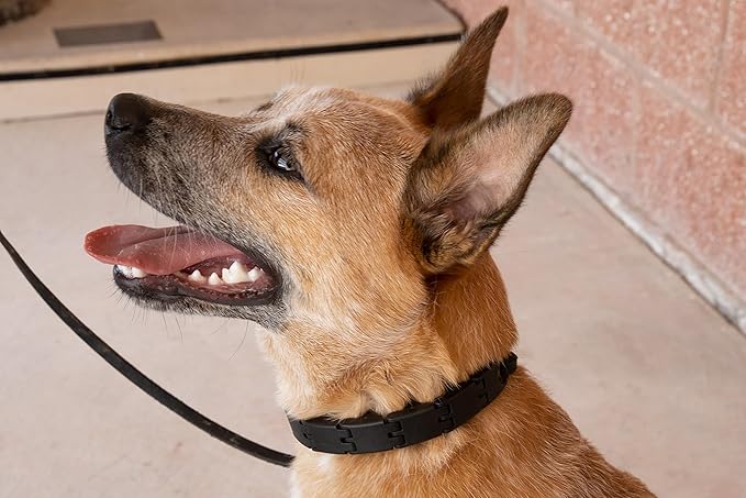 Starmark Pro-Training Dog Collar Large