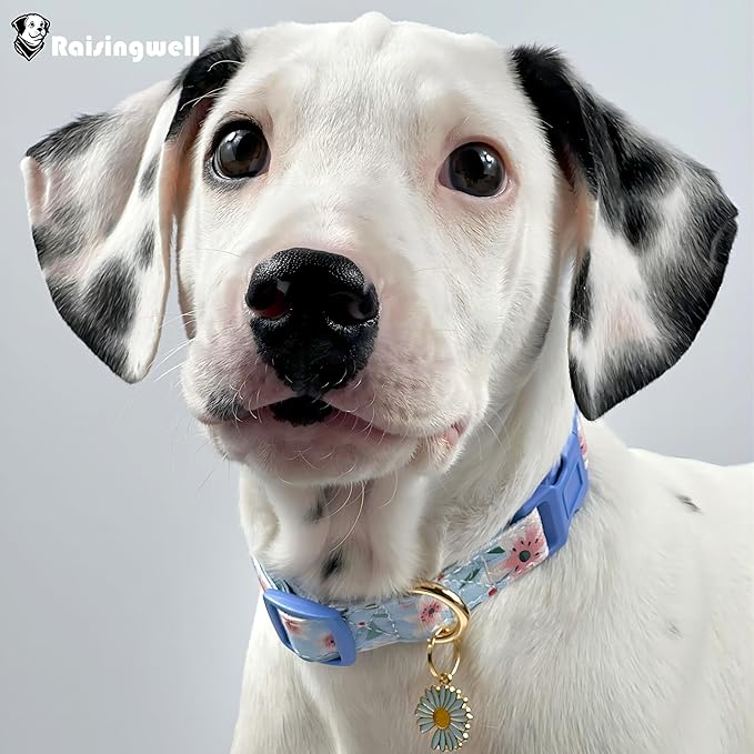 Cotton Dog Collar Blue Flower Pattern for Boys and Girls Cute Dog Collars Summer Fall Gift Adjustable for Small to Medium Breed Dogs (XS)