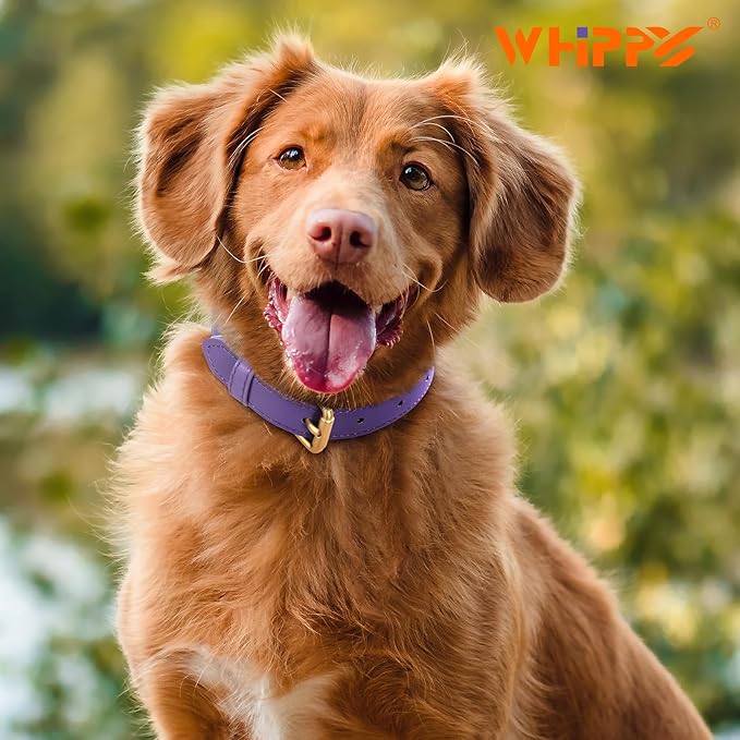 WHIPPY Leather Dog Collar for Small Medium Large Dog Adjustable Soft Breathable Leather Padded Puppy Collar with Alloy Buckle Heavy Duty Waterproof Classic Dog Pet Collar,Purple,L