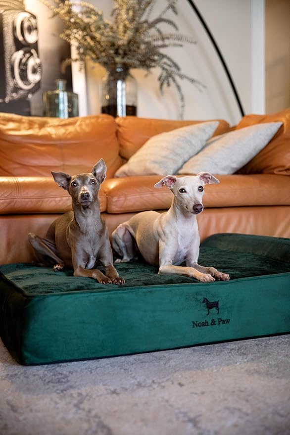 NOAH & PAW Large Dog Bed, 35x25x8.7 Inch, Orthopedic Dog Beds, Eggshell Memory Foam Infused with Cooling Gel, Waterproof, Machine Washable, Includes Inner Cover (Velvet Collection)