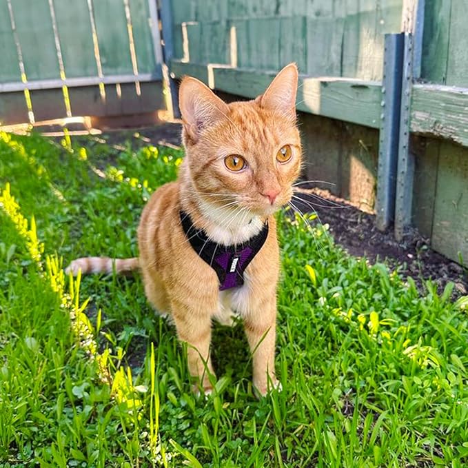 Voyager Escape-Proof Step-in Lock Cat Harness & 5ft Neoprene-Handle Leash Set All-Weather Mesh with Reflective Stitching for Small to Large Cats by Best Pet Supplies, Purple/Black Trim, XXXS