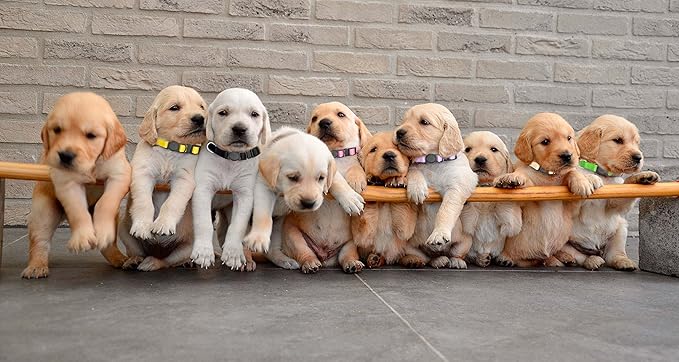16 PCS Puppy Collars for Small Puppies, Safety Buckle Puppy Collars for Litter Nylon Adjustable Whelping Collar Pet Supplies,Stuff,Accessories(M)