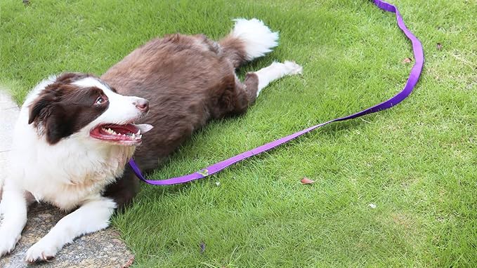 AMAGOOD Dog/Puppy Obedience Recall Training Agility Lead-15 ft 20 ft 30 ft 50 ft Long Leash-for Dog Training,Tie Out,Play,Safety,Camping (20Feet x 1Inch, Purple)
