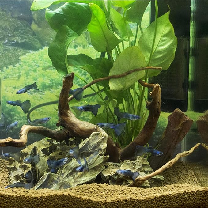 majoywoo Natural Small Driftwood for Aquarium Decor Fish Tank Decorations, Assorted Spider Wood Branch 2-4.5" 10 Pcs, Reptile Decor