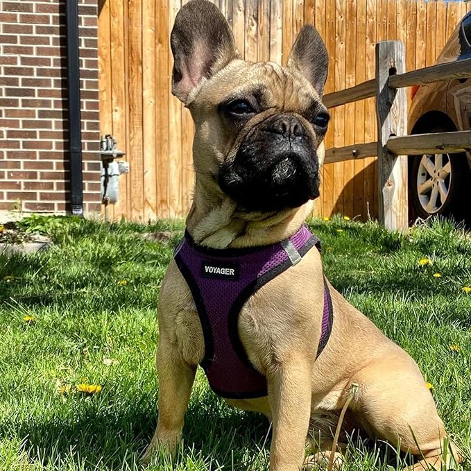 Best Pet Supplies Voyager Step-in Air All Weather Mesh Harness and Reflective Dog 5 ft Leash Combo with Neoprene Handle, for Small, Medium and Large Breed Puppies - Purple/Black Trim, Large
