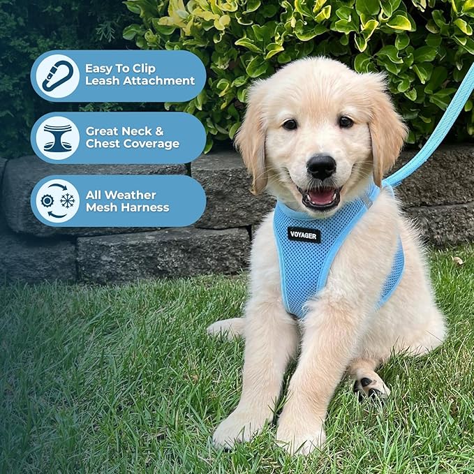 Best Pet Supplies Voyager Step-in Air Harness - All Weather Mesh, Reflective, No Pull Harness for Dogs, Cats - Secure with Hook & Loop Fastener, Buckle, Double D-Rings - Baby Blue, XS