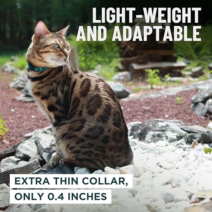 OutdoorBengal Red Breakaway Kitten Collar - Ultra Safe Quick Release Cat Collar for Small Kittens Under 6 Months – Soft-Padded, Lightweight, Adjustable, Thin and Comfortable, No Bell (Red, Kitten)