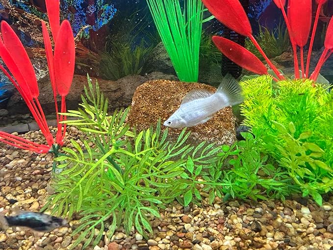 Aquarium Stone for Natural Water Clarification and Odor Removal Featuring Beneficial Bacteria (Nano)