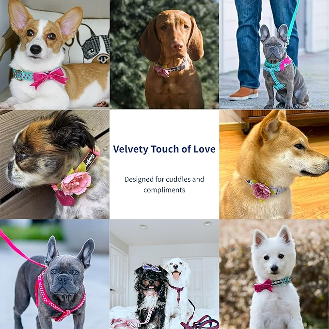 Blueberry Pet Adjustable Flocking Dog Collar with Detachable Velvety Bowtie - Heart in Gothic Grape