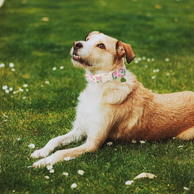 St Patricks Day Dog Collar for Giant Large Dogs - Cute Light Pink Shamrock Girl Dog Collars, Adjustable Irish Clover Puppy Collar with Quick Release Buckle XL