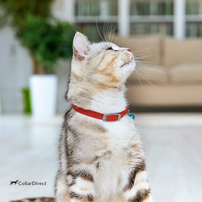 CollarDirect Leather Cat Collar, Kitten Collar with Removable Bell Black Blue Red Orange Lime Green (8-11 Inch, Red)